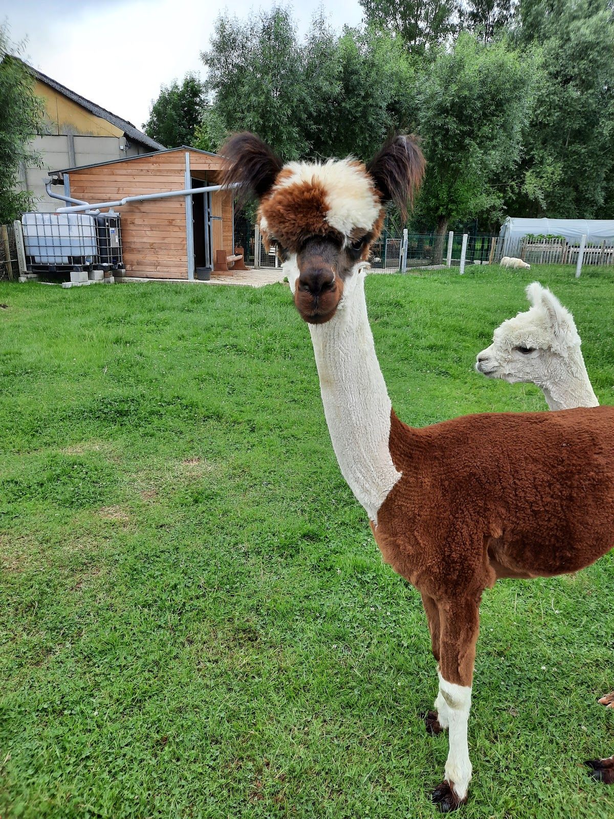 Kinderboerderij Direboe